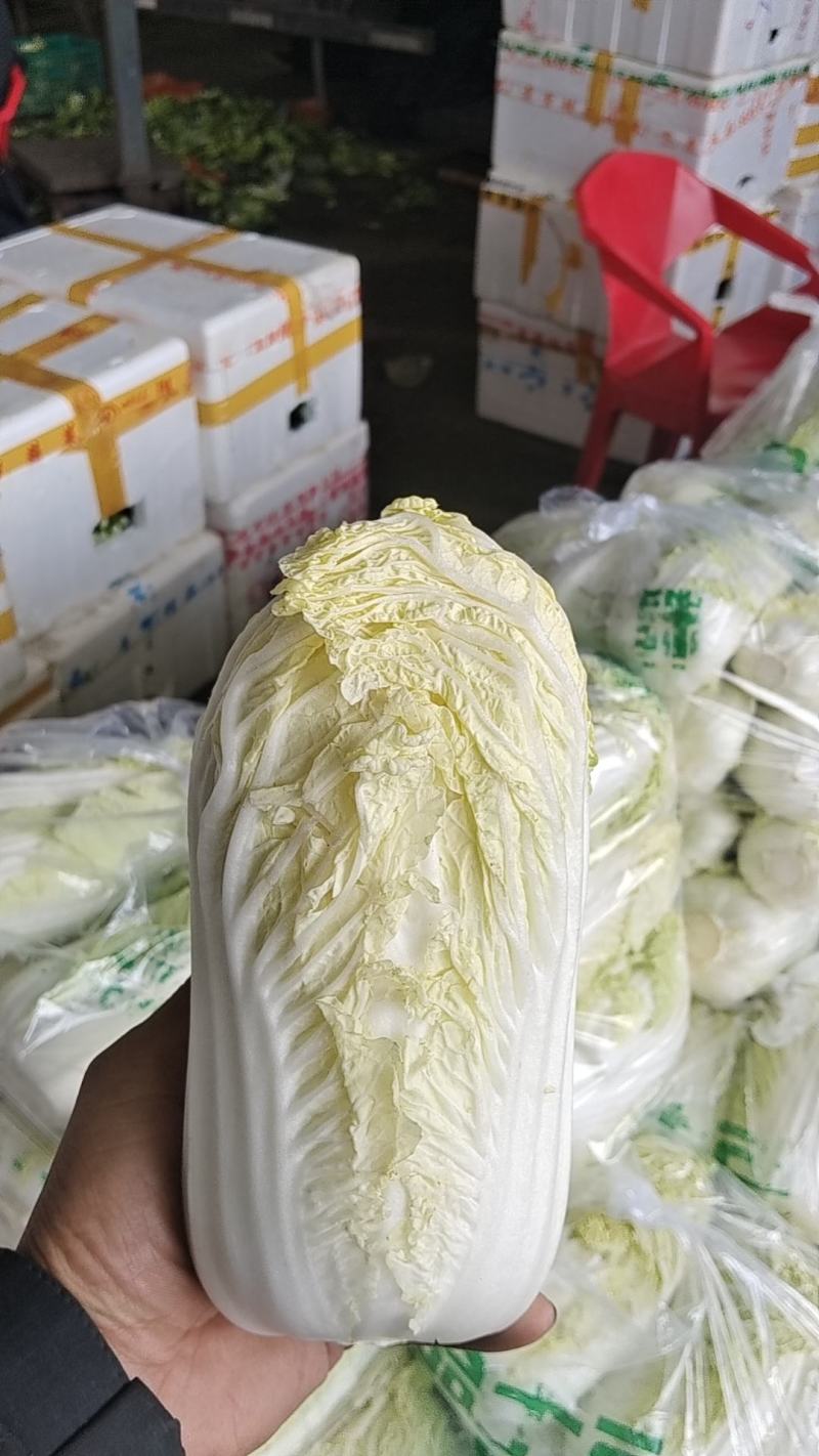 鹿邑农场自种大娃娃菜