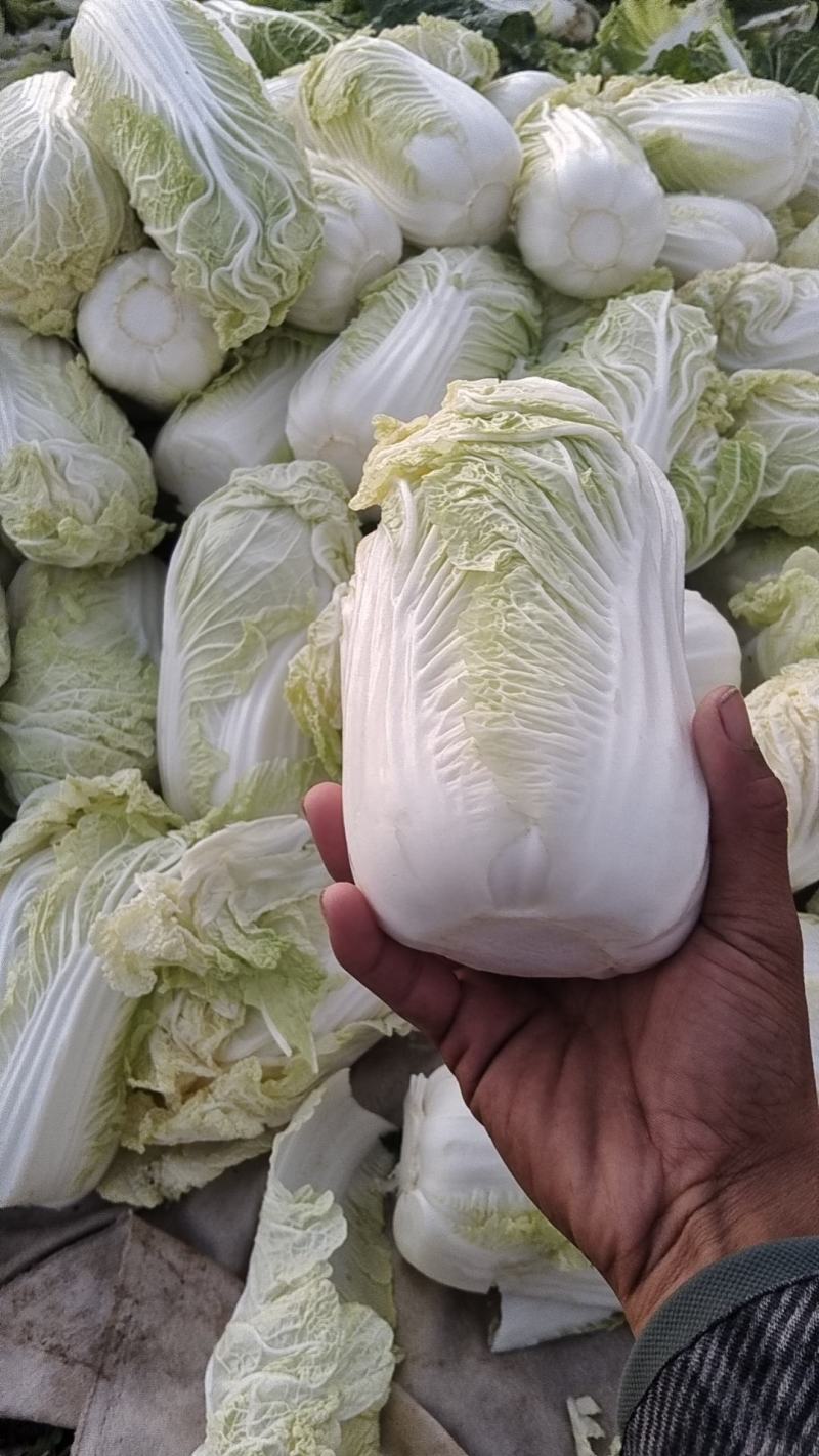 鹿邑农场自种大娃娃菜