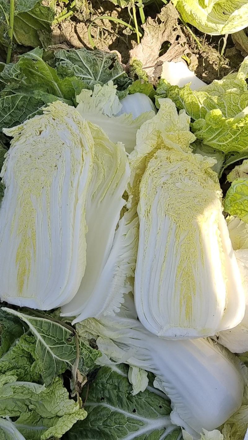 鹿邑农场自种大娃娃菜