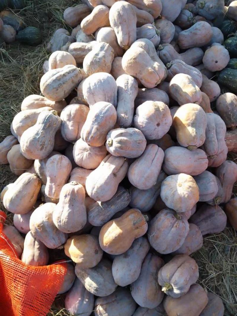 精品金香南瓜出售