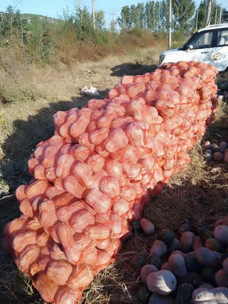 精品金香南瓜出售