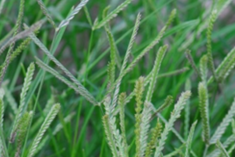 牛筋草中药材全草类