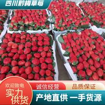 四川精品草莓黔莓草莓产地直供大量上市品质保证欢迎致电