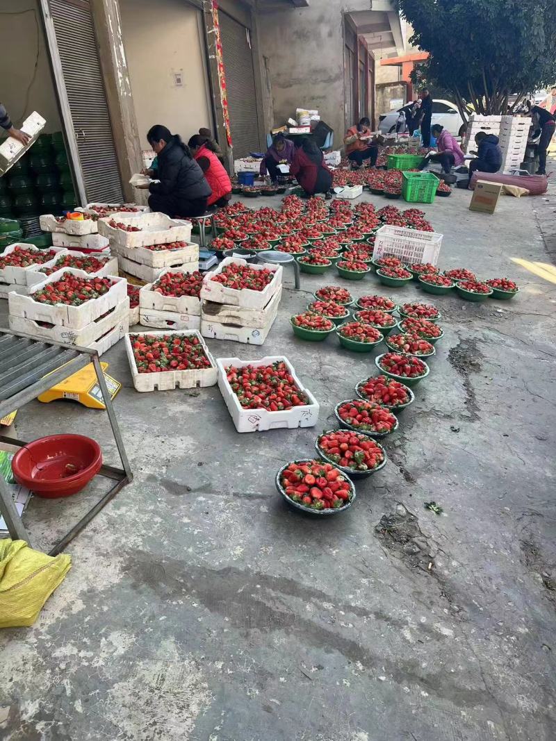 四川精品草莓黔莓草莓产地直供大量上市品质保证欢迎致电