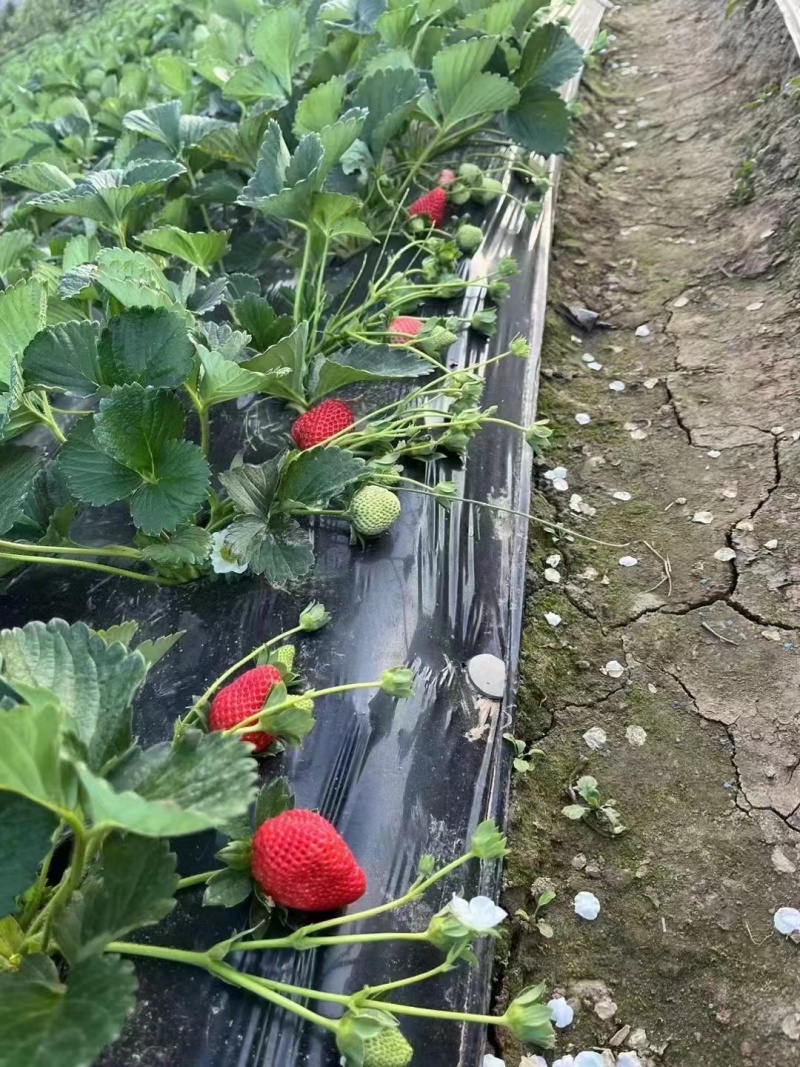 四川精品草莓黔莓草莓产地直供大量上市品质保证欢迎致电