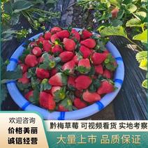 黔莓草莓四川产地直供一手货源品质保证全国发货欢迎致电