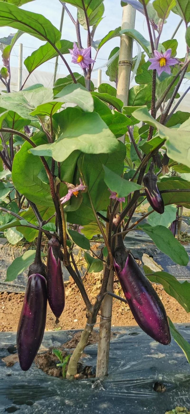 渝紫红早茄1号种子粗红茄子种子短红茄种子亮红色