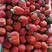 黔莓草莓四川产地直供大量上市可对接商超档口商超欢迎致