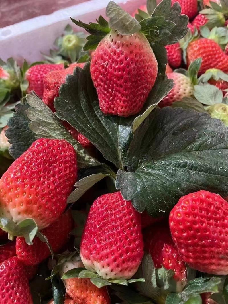 黔莓草莓四川产地供应一手货源品质保证诚信经营欢迎致电