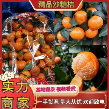 广西沙糖桔货源足砂糖橘价格实惠产地直供商超随行就市
