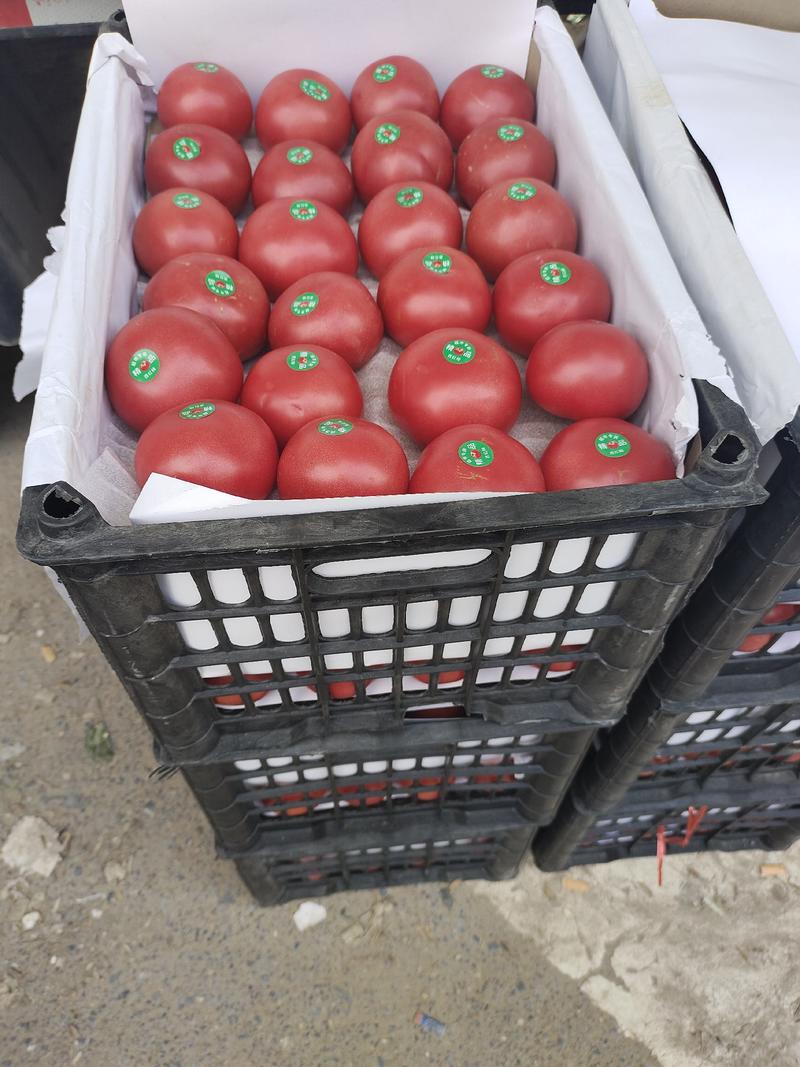 【力荐】中牟产地直供硬粉西红柿货源足代办服务完善