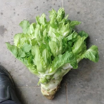 儿菜基地直销