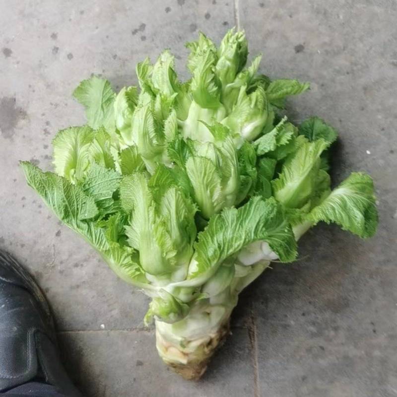 儿菜基地直销