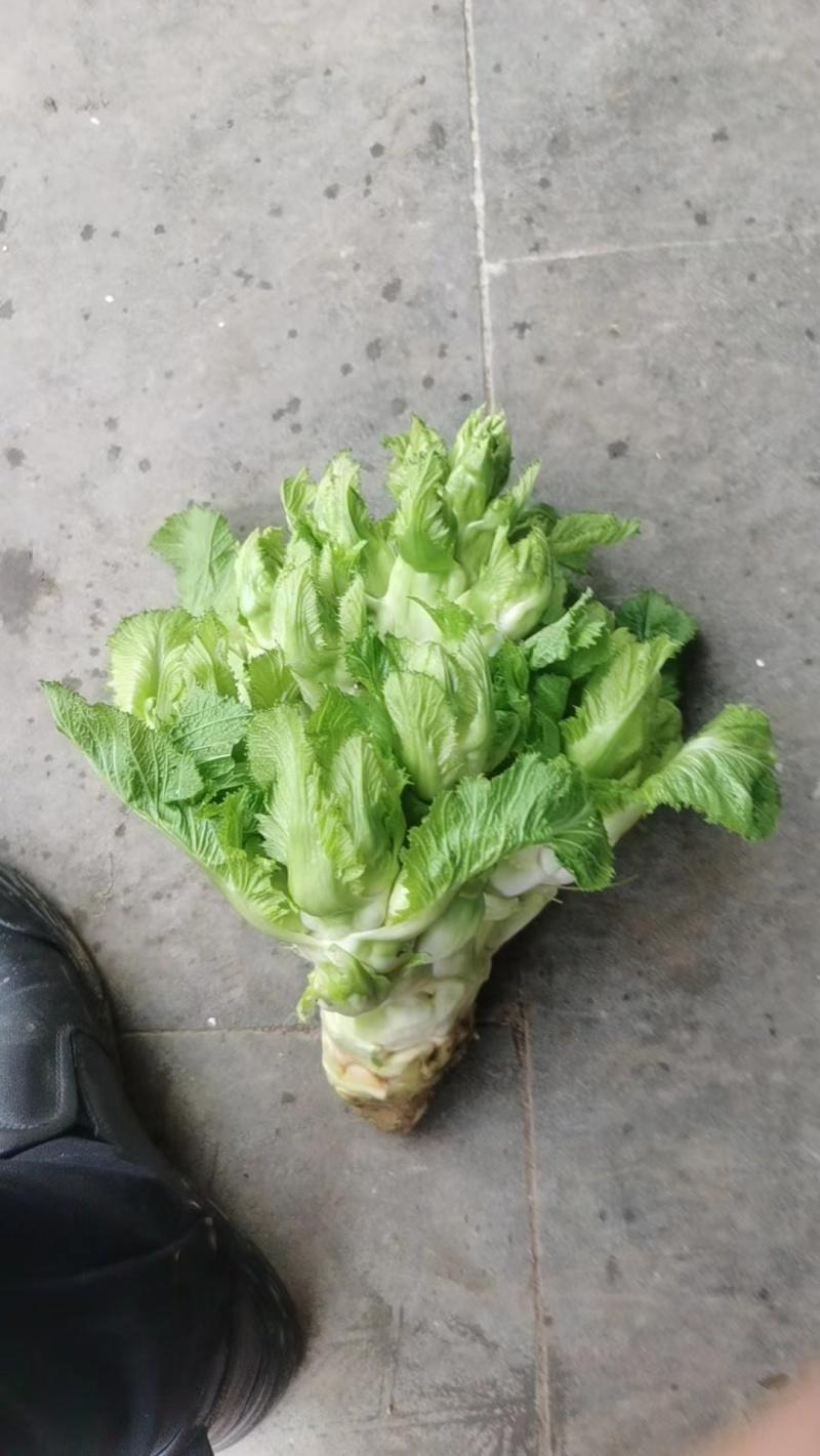 儿菜基地直销