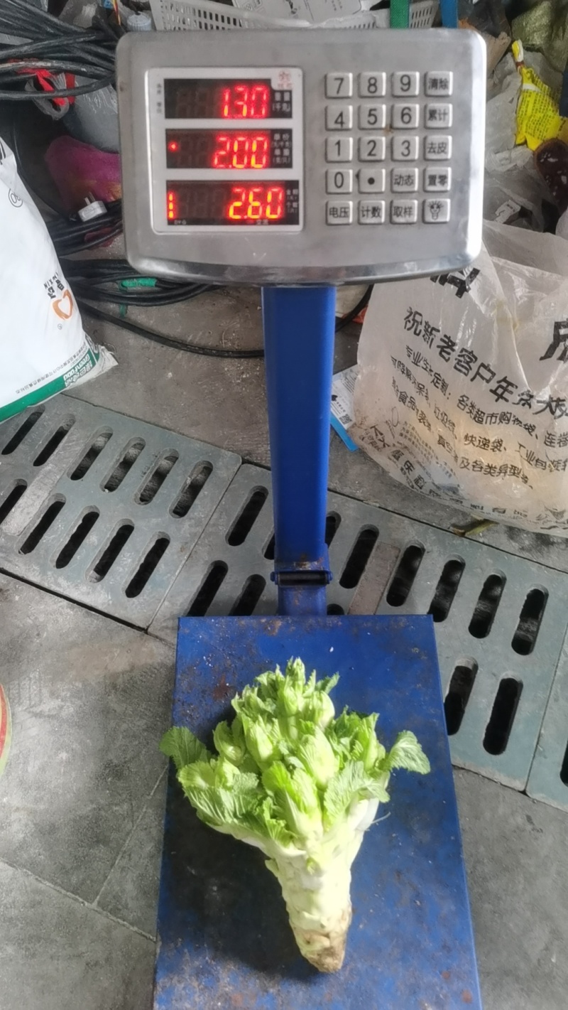 儿菜基地直销