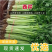 河北精品小西芹，量大从优，欢迎各位老板随时致电咨询洽谈合