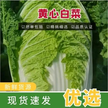 精品大白菜.黄心菜清秀漂亮原产地湖北直供货源充足价格美丽