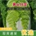 精品大白菜.黄心菜清秀漂亮原产地湖北直供货源充足价格美丽