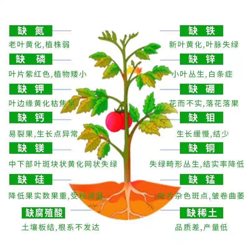 糖醇钙叶面肥优质钙源防裂果，畸形果，提升果实品质，抗逆