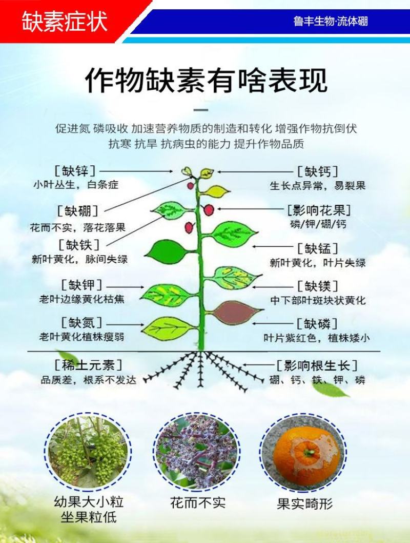 糖醇钙叶面肥优质钙源防裂果，畸形果，提升果实品质，抗逆