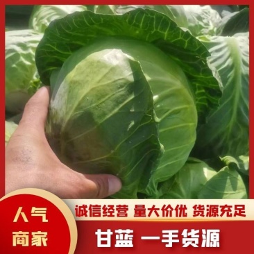 湖北中甘甘蓝楚河绿玉黄金颜色绿个头均匀越冬甘蓝