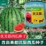 【正品保证】中科优美都西瓜水果种子金美都西瓜种子改良麒麟