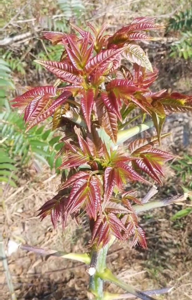 香椿头