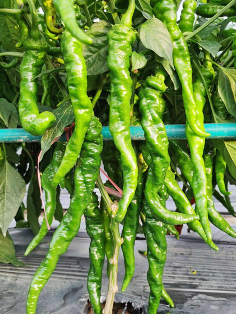 薄皮辣椒种子香辣螺丝椒种籽抗性好产量高蔬菜种子