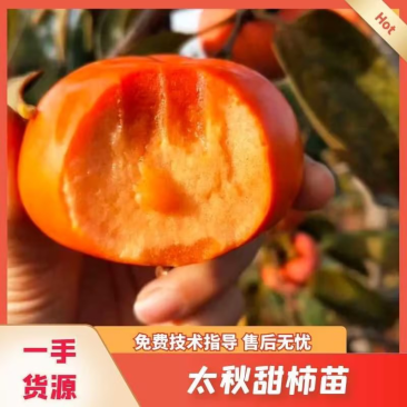 太秋甜柿苗，基地直发，品质保证，欢迎来电咨询