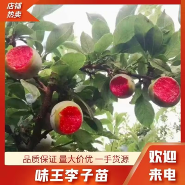 味王李子苗，味帝，恐龙蛋李子味后，对接全国客商