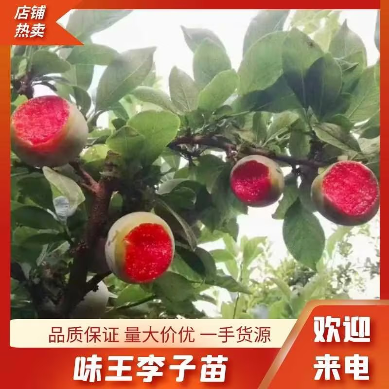 味王李子苗，味帝，恐龙蛋李子味后，对接全国客商