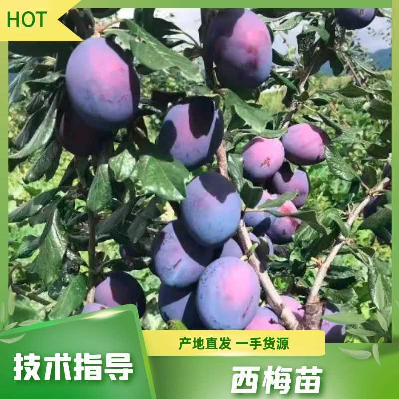 西梅苗艾琳娜西梅苗蒙娜丽莎西梅法兰西西梅