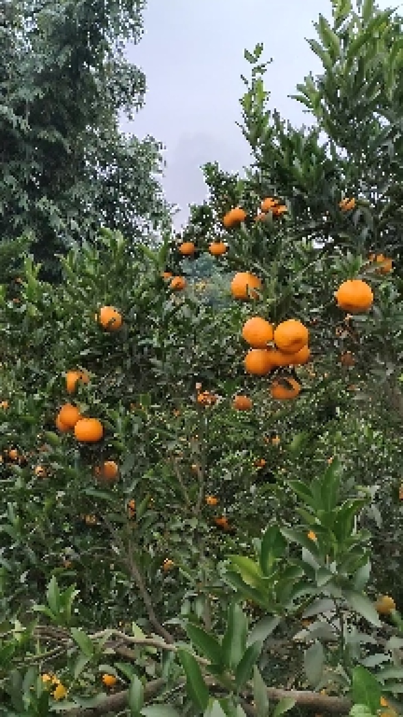 四川荣县留佳碰柑大量上市中