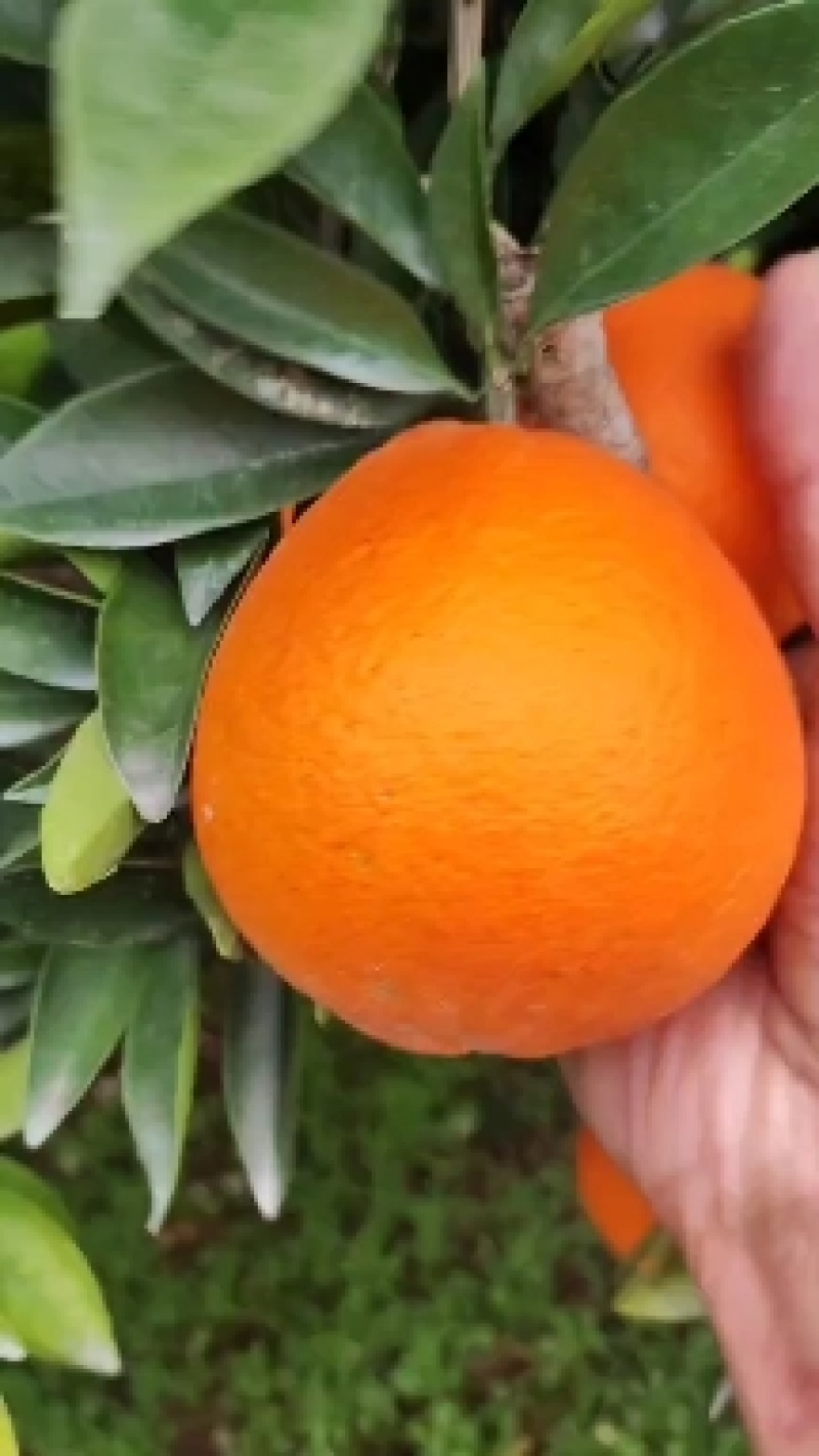 奉节脐橙纽荷尔产地直销次果。高次，通货。电商果代收代发