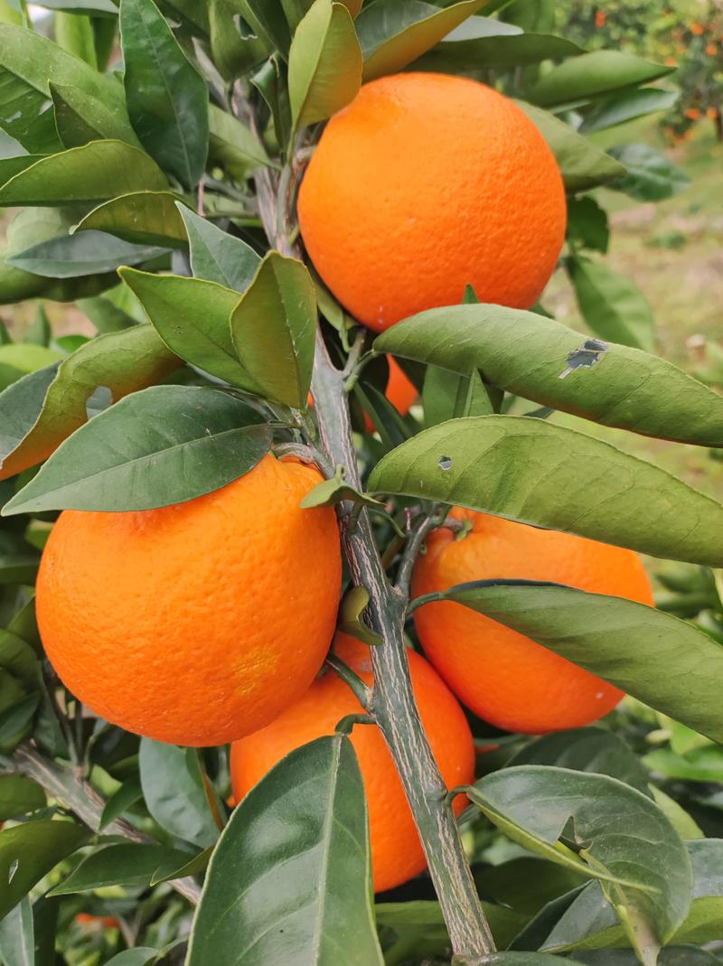 奉节纽荷尔脐橙，产地直发，保质保量，欢迎前来选购