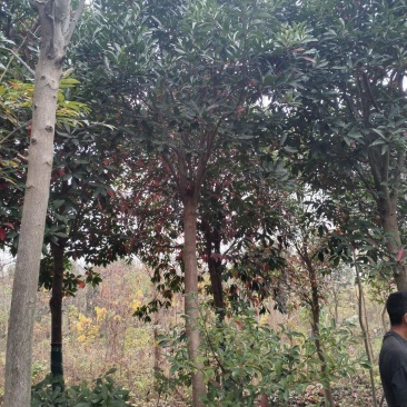 杜英品质保证江西产地直发可视频看货欢迎咨询