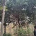 杜英品质保证江西产地直发可视频看货欢迎咨询