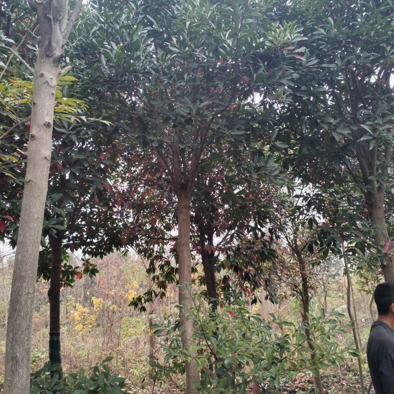 杜英品质保证江西产地直发可视频看货欢迎咨询
