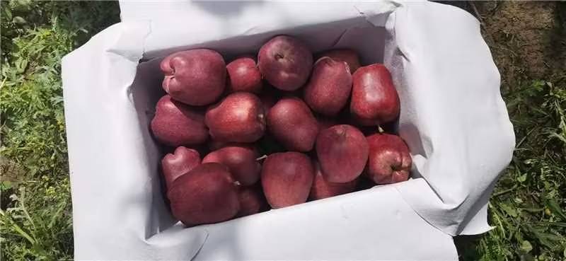 天水花牛冷库仓储急需出库，量大从优欢迎老板前来选购可视频