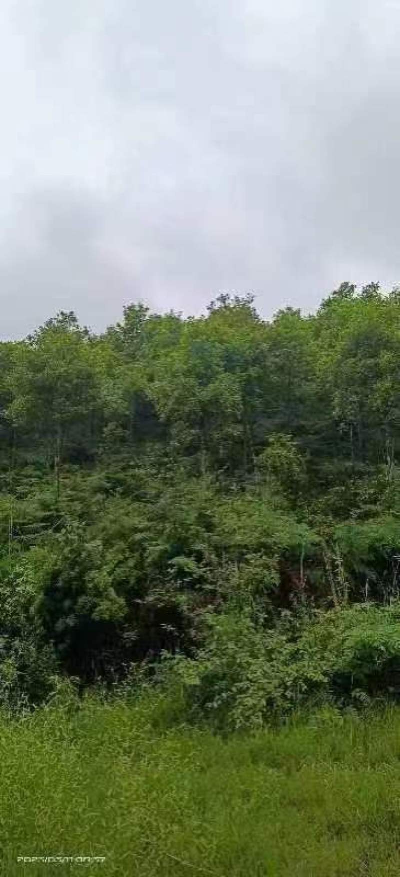 杜英品质保证江西产地直发可视频看货欢迎咨询