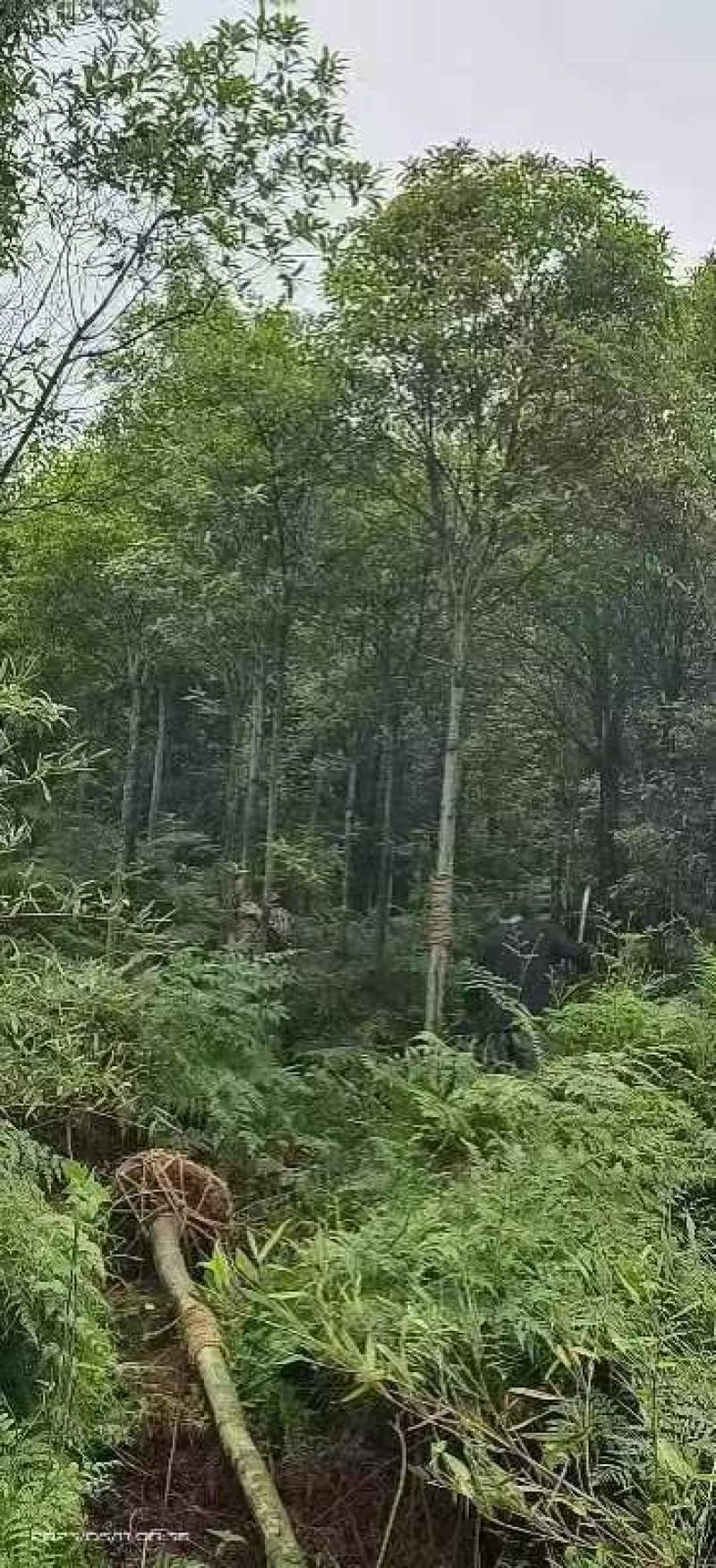 杜英品质保证江西产地直发可视频看货欢迎咨询