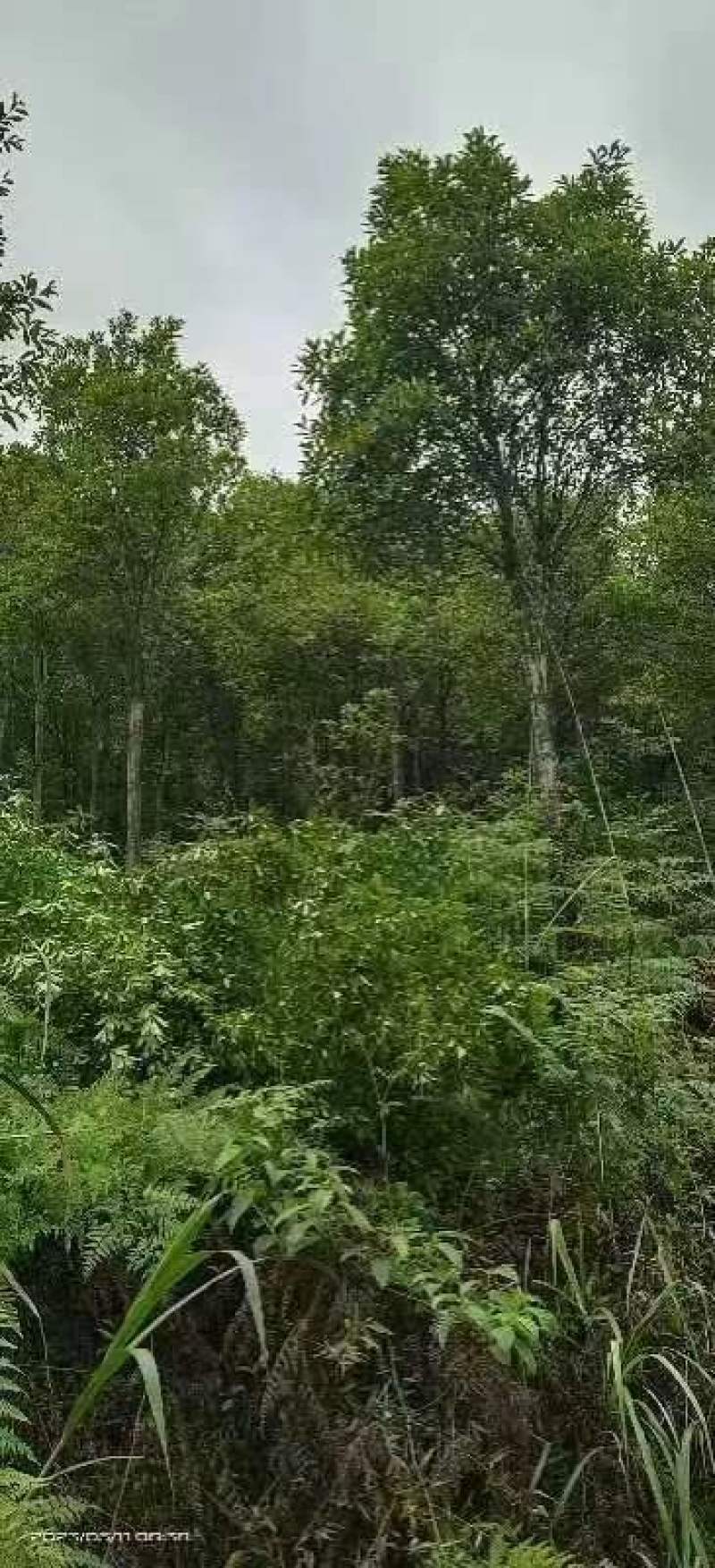 杜英品质保证江西产地直发可视频看货欢迎咨询