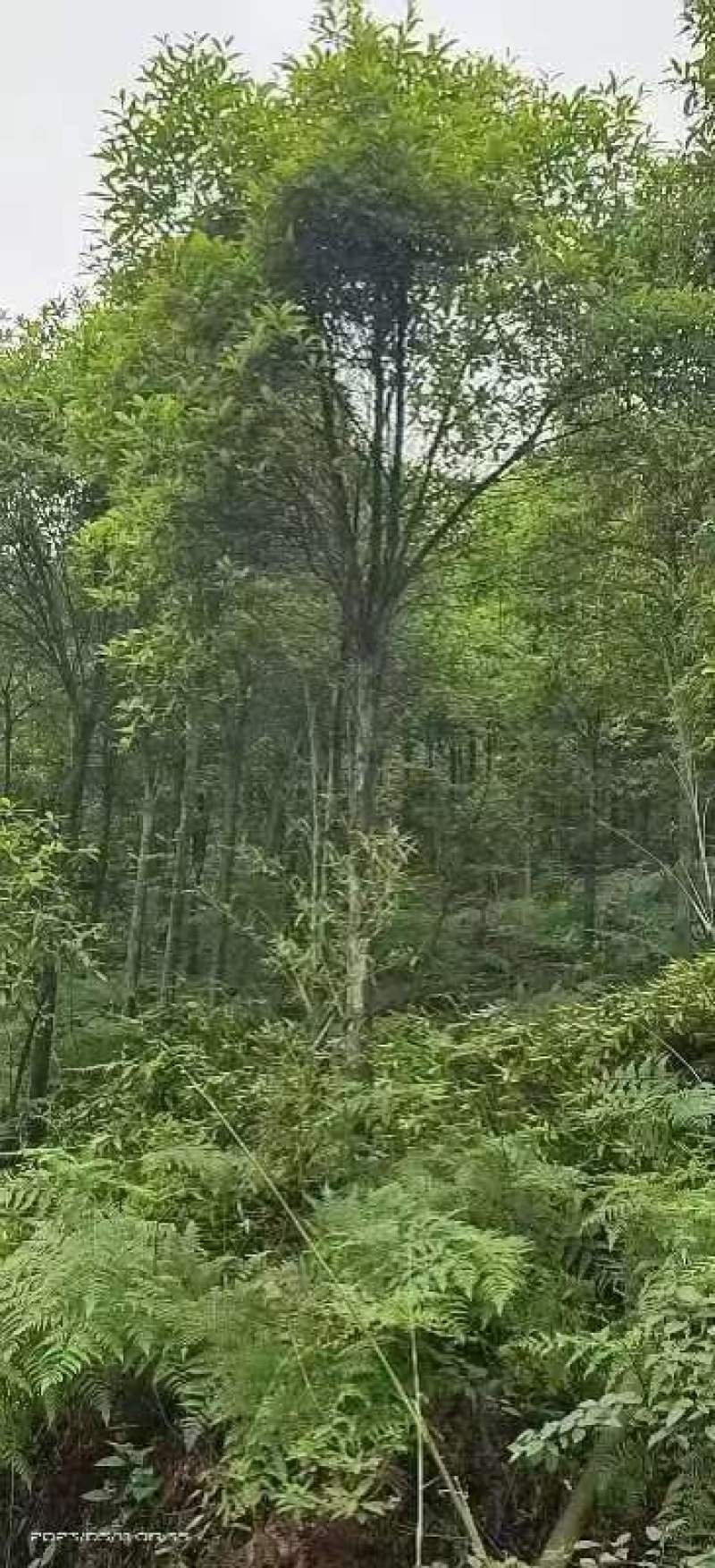 杜英品质保证江西产地直发可视频看货欢迎咨询