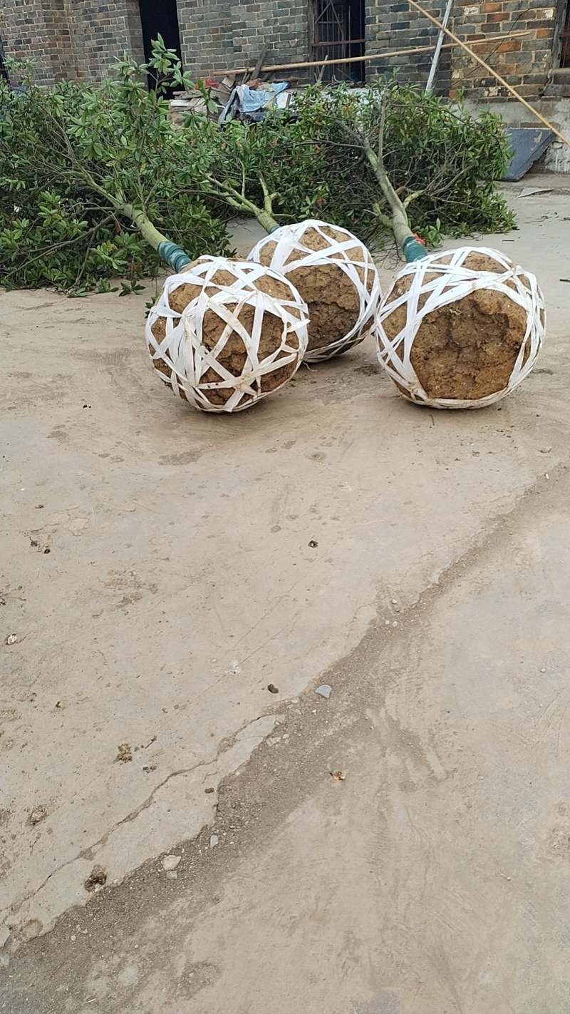 杜英品质保证江西产地直发可视频看货欢迎咨询