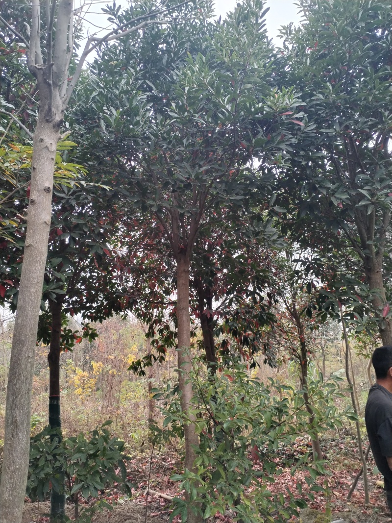 杜英品质保证江西产地直发可视频看货欢迎咨询