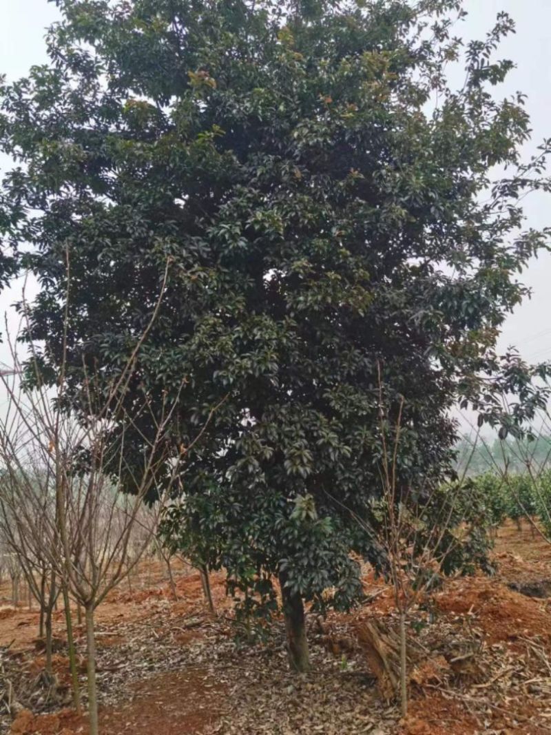 木荷品质保证江西产地直发可视频看货欢迎咨询