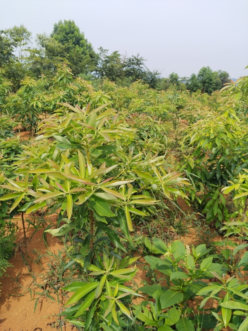 木荷品质保证江西产地直发可视频看货欢迎咨询