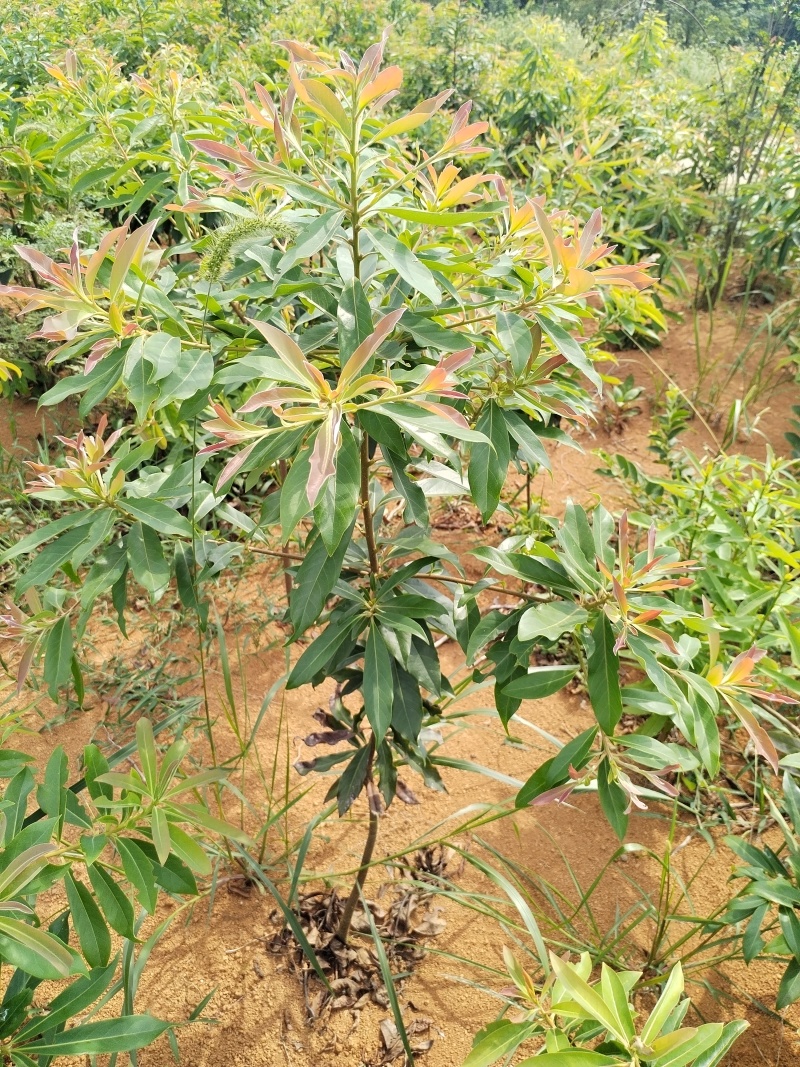 木荷品质保证江西产地直发可视频看货欢迎咨询