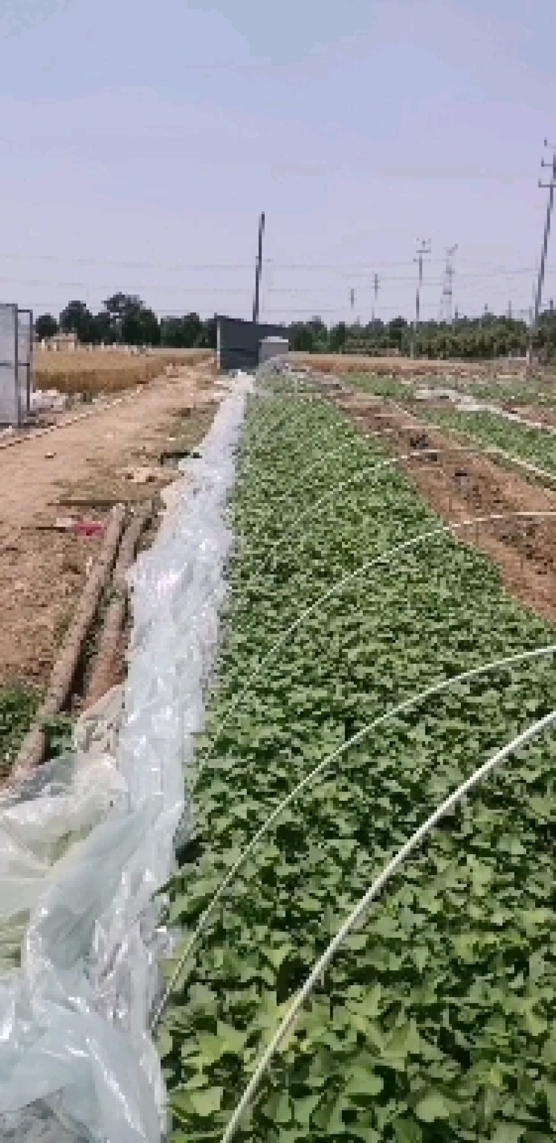红皮蜜薯烟薯25，基地供货