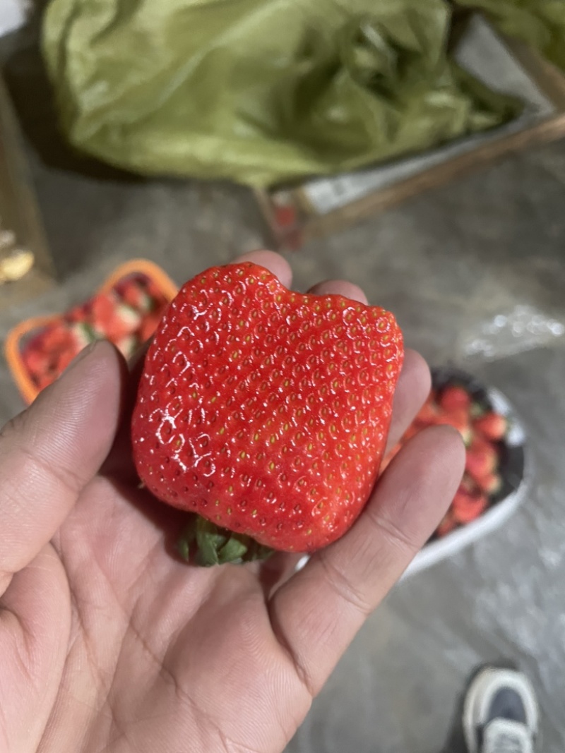 天仙醉草莓大量上市规格齐全支持各种包装需要老板联系